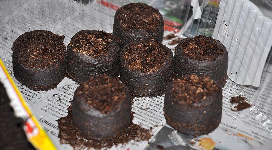 Після того какторфяние таблетки перестануть вбирати воду, злийте з лотка надлишки (1)